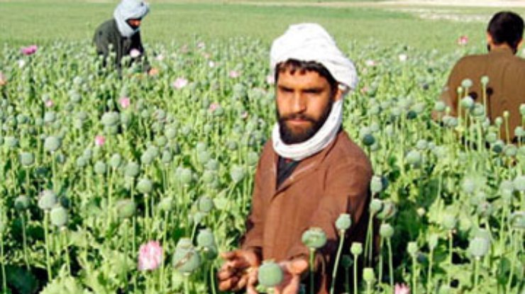 ООН обеспокоена количеством наркоплантаций в Афганистане