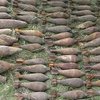 На Черкасчине уничтожено 25 снарядов времен войны