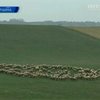 Венгерские фермеры грозят массовыми акциями протеста