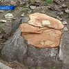 В Одессе застройщики, не имеющие прав на землю, вырубили деревья в "Аркадии"