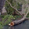 Из-за сильного ветра в Харькове упало 18 деревьев