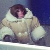 В канадский магазин пришла обезьяна в пальто