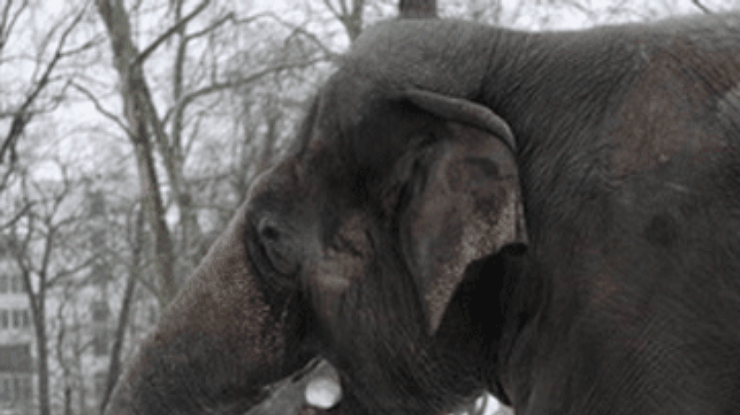 Оказавшихся на сибирском морозе слонов отпаивали водкой