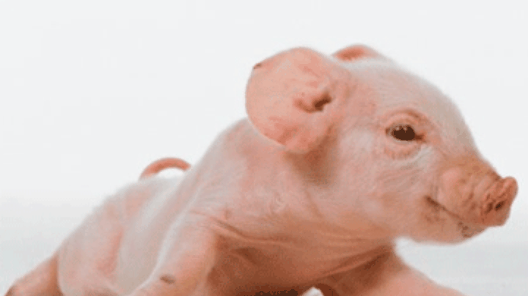 Свиньи помогут восстановить женскую грудь, - ученые