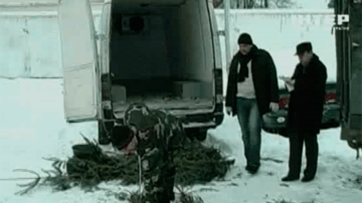 На Прикарпатье задержали нелегальную партию елок