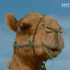 В ОАЭ определяют самого красивого верблюда