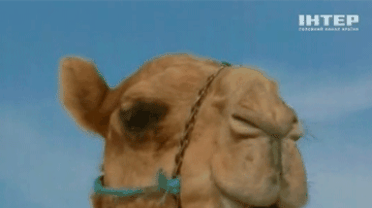 В ОАЭ определяют самого красивого верблюда