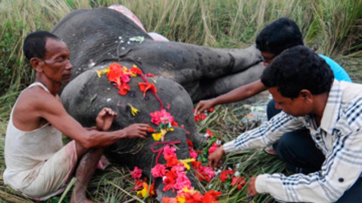 В Индии поезд задавил пять слонов