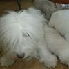 В Одессе вывели новую породу собак