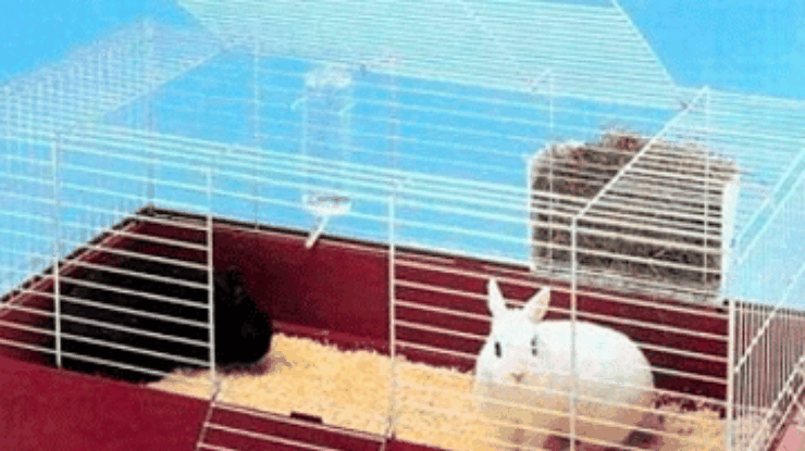 Россиянин за убийство кролика предстанет перед судом