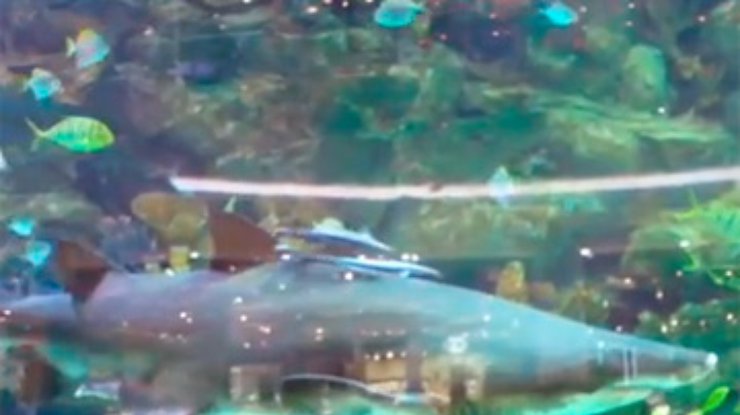 Эколог говорит, что акула из столичного ТРЦ уже не жилец