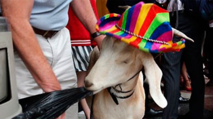 Австралийский суд оправдал козла, объевшего музейную клумбу