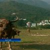 В Гонконге появился природный парк, где живут буйволы