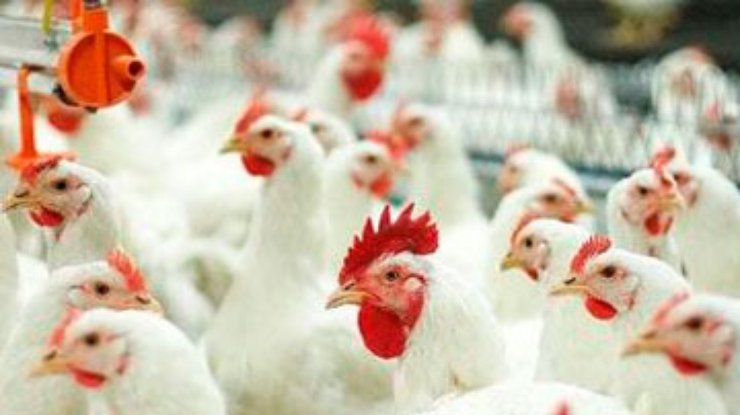 Украина получила право на экспорт курятины в ЕС