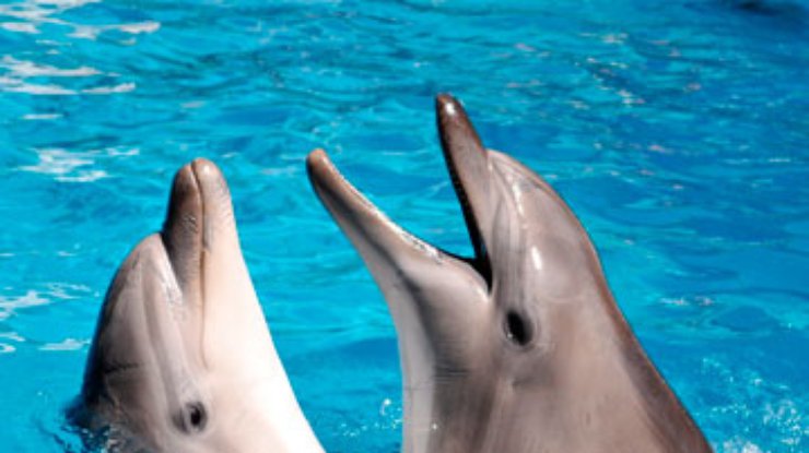Дельфинам приписали способность называть друг друга по имени