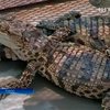 Экологи Лаоса требуют защитить сиамских крокодилов