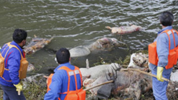 В реке Шанхая количество мертвых свиней увеличилось до 9 тысяч