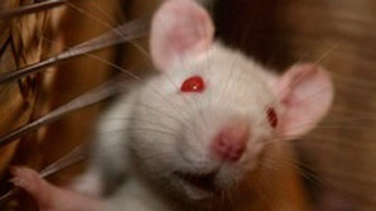 В ЧП на "Фукусиме" обвиняют крысу