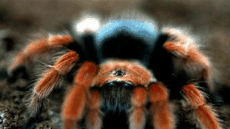 Житель Шри-Ланки открыл новый вид гигантского паука-птицееда