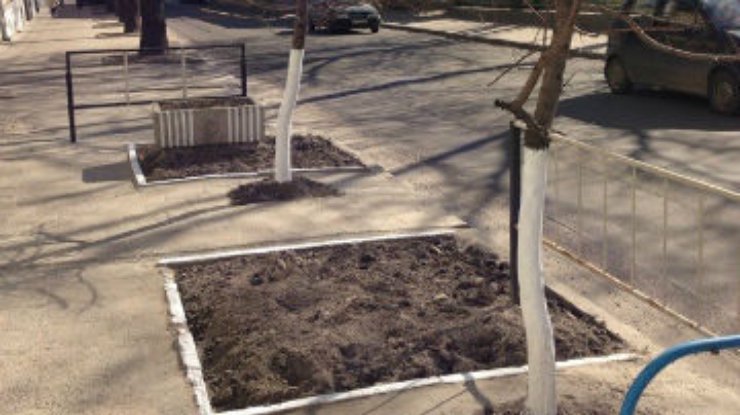Львовские коммунальщики высадили деревья мимо лунок - прямо в асфальт (фото)