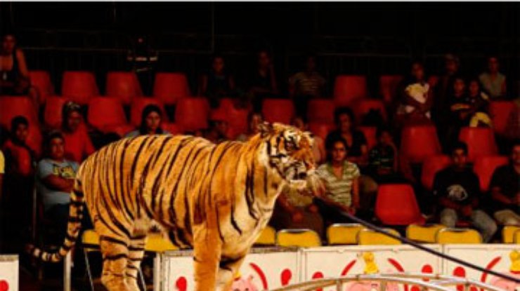 Посетительница цирка столкнулась в туалете со сбежавшим тигром