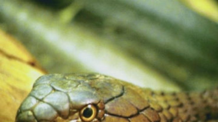 Двух жителей Ивано-Франковской области покусали змеи