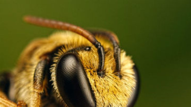 Ученые научили пчел искать мины