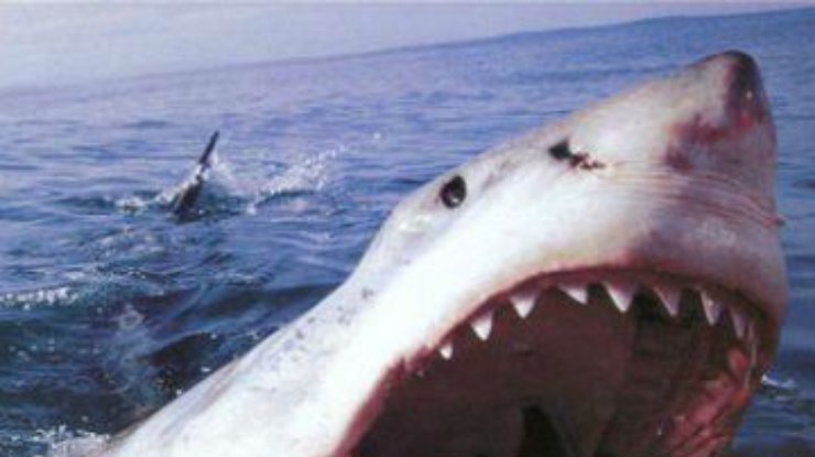 На глазах у жены акула съела ее мужа в медовый месяц
