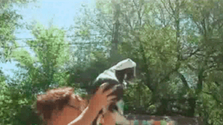 В одесском зоопарке провели конкурс красоты среди коз
