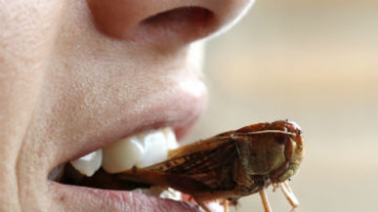 ООН предложила бороться с голодом употреблением в пищу насекомых