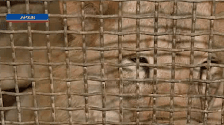 Зоозащитники требуют исключить животных из цирковых номеров