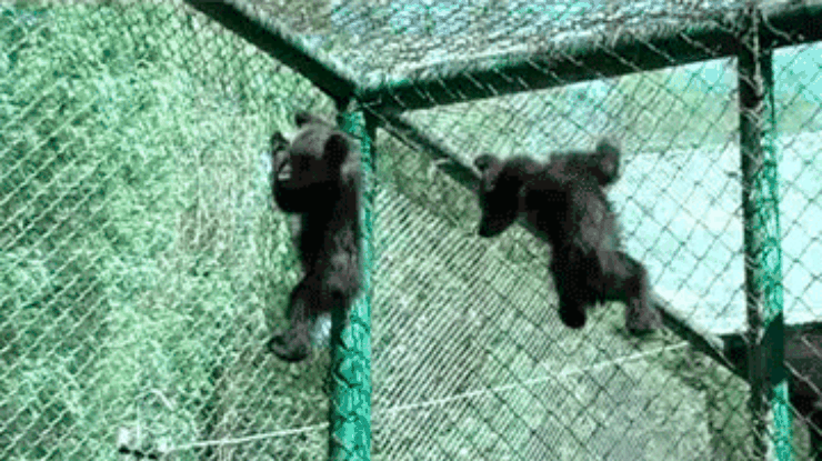 В Хмельницком зоопарке родились двое медвежат