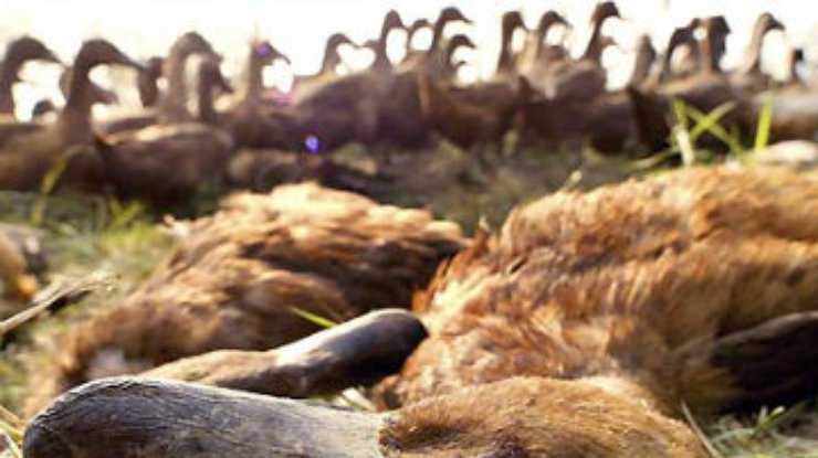 Птичий грипп в КНДР: 160 тысяч уток уничтожено