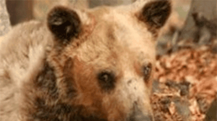 В Греции испустил дух самый старый медведь планеты