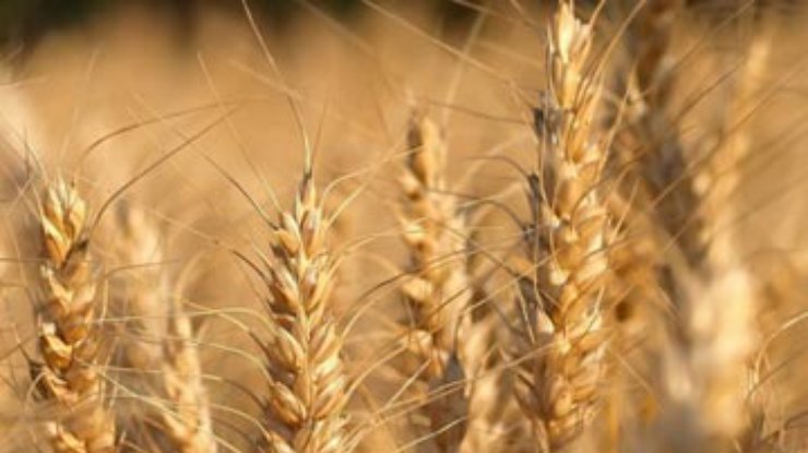 Власть и бизнес сообща определят объемы экспорта зерна, - Присяжнюк