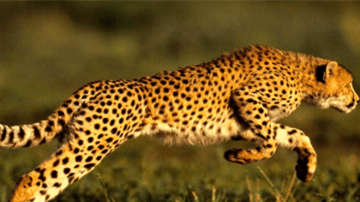 Ученые разгадали секрет охоты гепардов: дело в их способности к ускорению