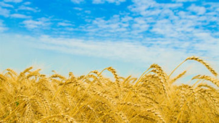 Урожай пшеницы в этом году составит 20 миллионов тонн, - Укргидрометцентр