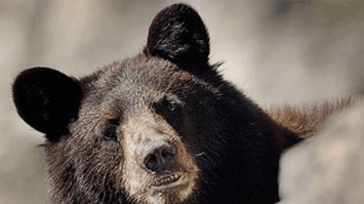 В зоопарк американского городка вломился проголодавшийся медведь