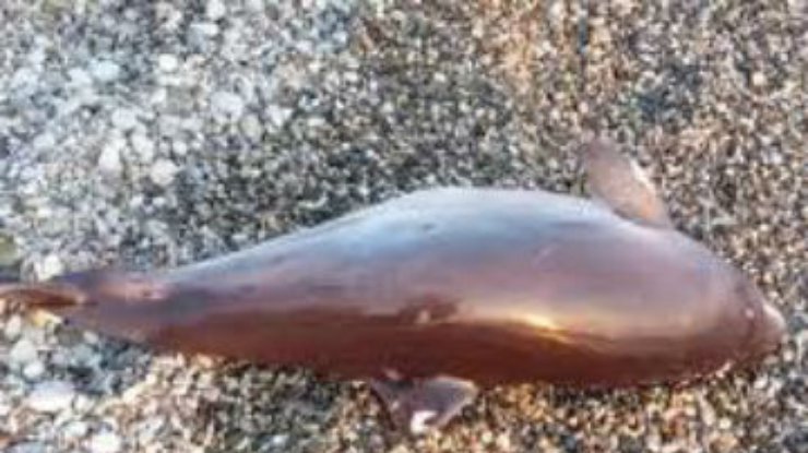 На черноморском побережье нашли мертвых дельфинов