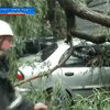 В Черкассах старое дерево упало на автомобиль