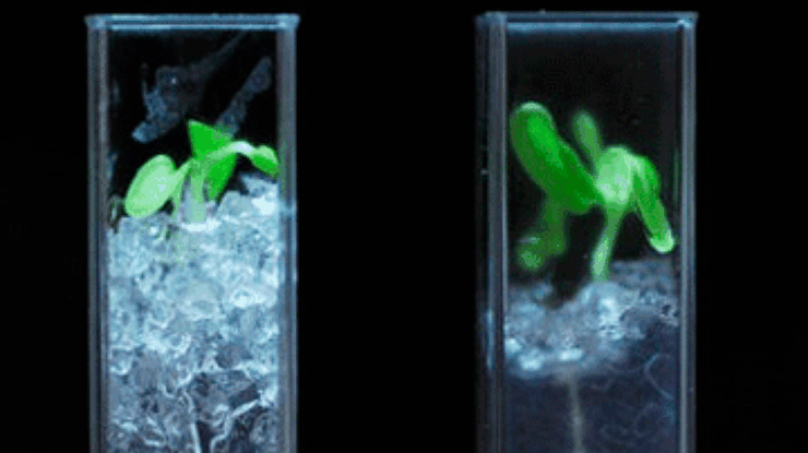 Ученые сняли процесс роста корней в 3D