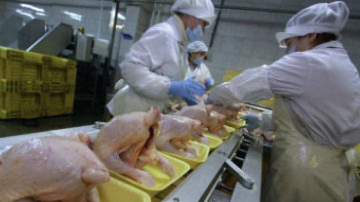 Украина сегодня начинает экспорт курятины в ЕС