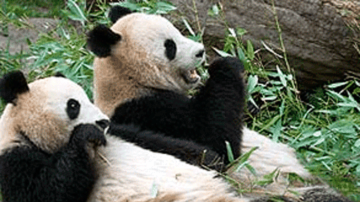 Китайцы будут транслировать жизнь панд в прямом эфире