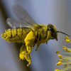 После укуса пчелы пасечник очнулся в гробу