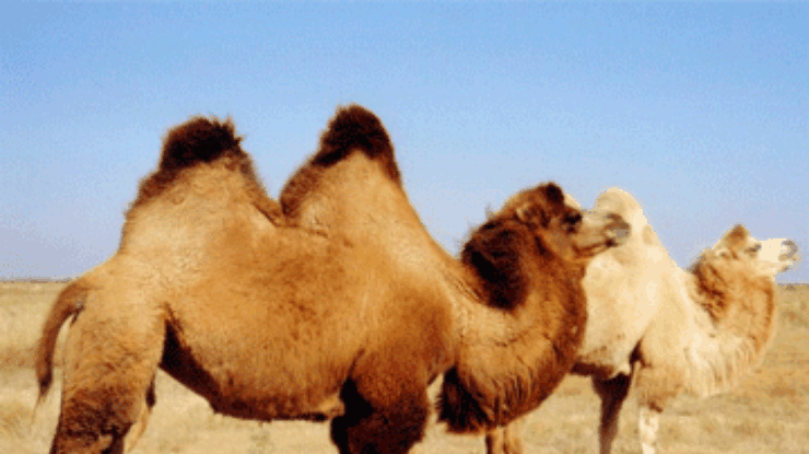 Переносчиками смертельного коронавируса могут быть верблюды, - ученые