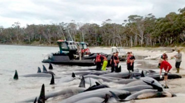 Ученые встревожены: На восточный берег США массово выбрасываются дельфины