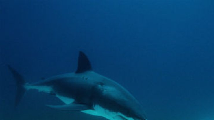 На Гавайях умерла туристка, которой акула откусила руку по плечо