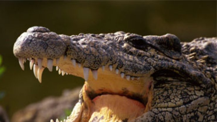Крокодилы оказались любителями фруктово-ягодной диеты