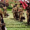 На Шри-Ланке прошла массовая собачья свадьба