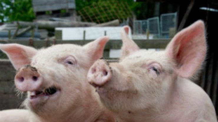 Россия ограничивает поставки свинины из Беларуси из-за чумы